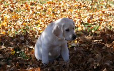 Gage in the leaves