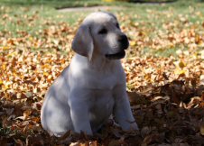 Gage in the leaves