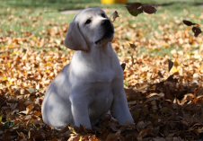 Gage in the leaves